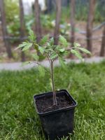 Tomate Cocktailtomate 'cerise rot' Pflanze Nordrhein-Westfalen - Hövelhof Vorschau