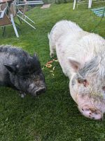 2 Minischweine Bayern - Kettershausen Vorschau