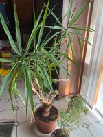 Yuccapalme zu verschenken Hessen - Wiesbaden Vorschau