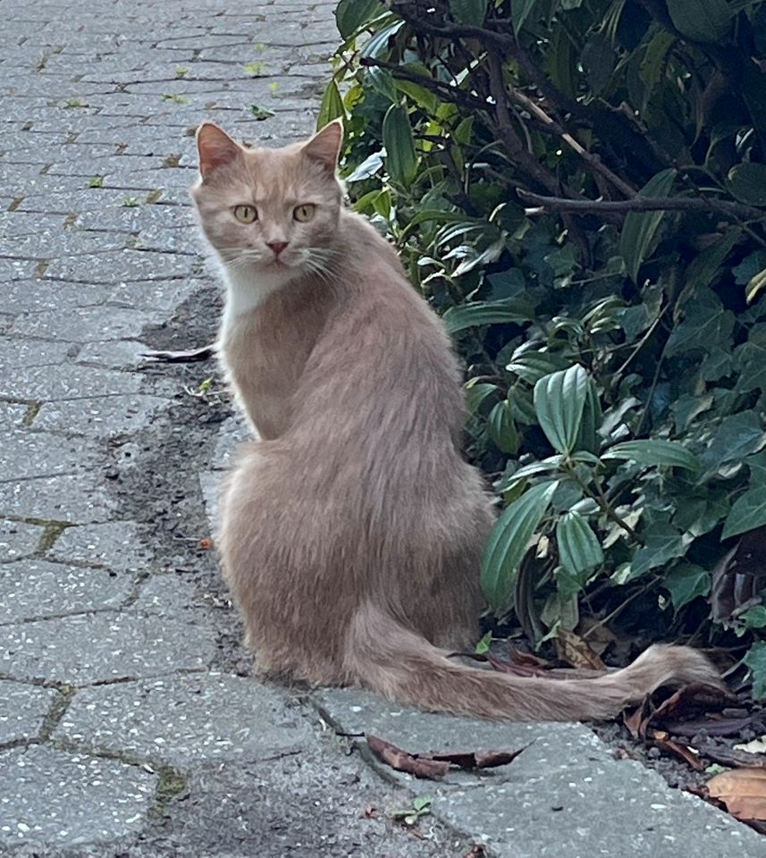 GESUCHT: Kater Jimmy aus 41169 Mönchengladbach in Mönchengladbach