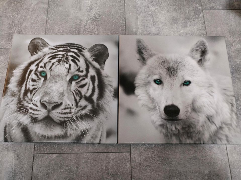 Wunderschöne Tier Bilder Leinwand Dekoration Wandbild Tiger Wolf in Barsinghausen