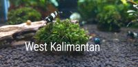 Fissidens West Kalimantan Moos Nordrhein-Westfalen - Kürten Vorschau