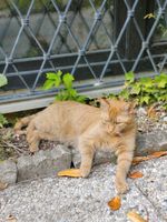 Roter Kater vermisst! Obermenzing Katze München - Allach-Untermenzing Vorschau