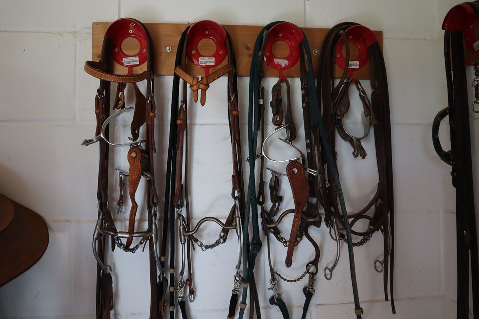 Pferd, Reiten, Zubehör, Sattel, Decken, Gebisse, Kopfzäumung in Dienheim