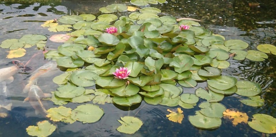 Seerose, großer Ableger, Pink in Hünfeld