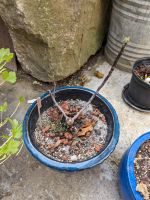 Feigen Ficus Carica Pflanzen Fruchtfeige winterhart Baden-Württemberg - Tauberbischofsheim Vorschau