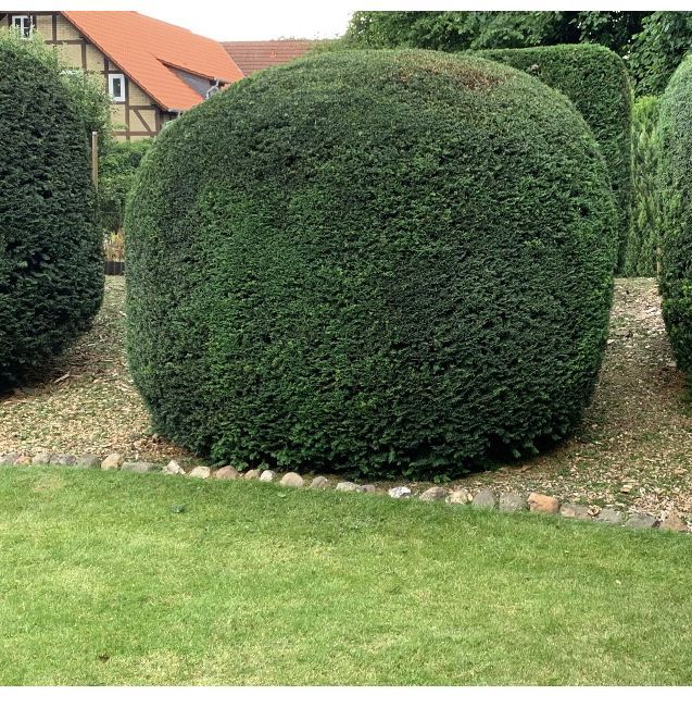 Gartenpflege aller Art, Heckensch. & Pflastern, Objektpflege in Burgdorf