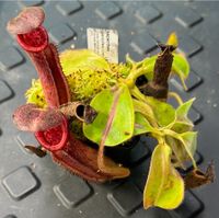 Nepenthes gladulifera x (veitchii x lowii) AW Baden-Württemberg - Weinheim Vorschau