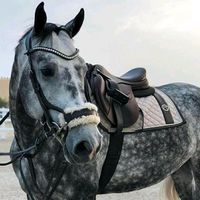 Suche reitbeteiligung (Reiter sucht Pferd) Bayern - Freising Vorschau