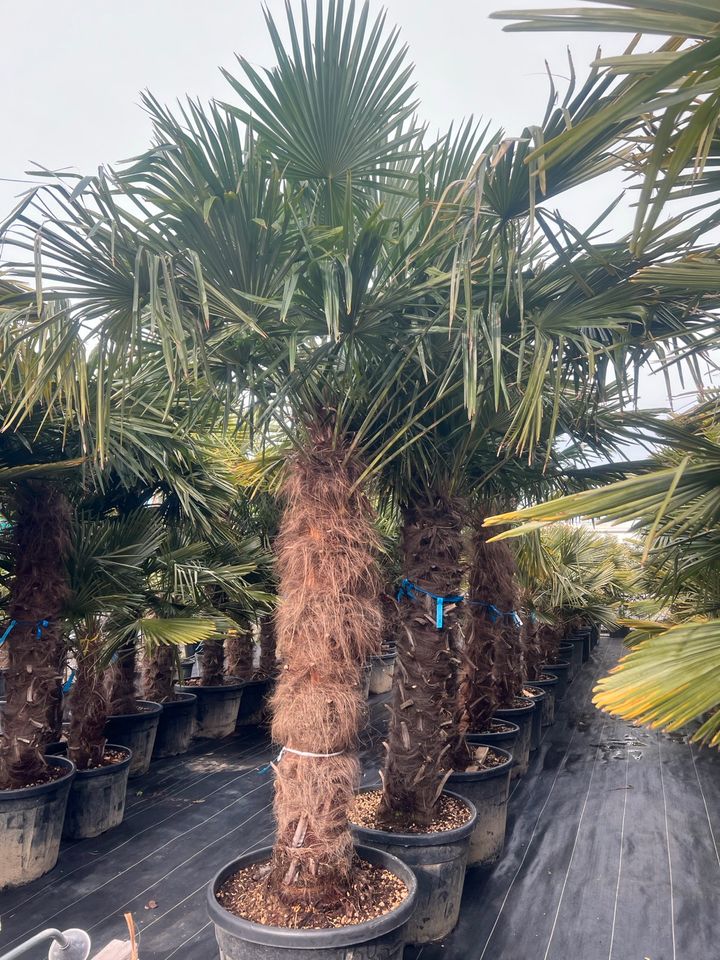 Hanfpalme Trachycarpus fortunei winterhart in Altlußheim