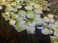 5x Schwimmpflanze Limnobium laevigatum Froschbiss München - Moosach Vorschau