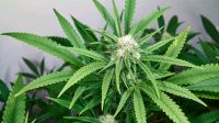 Cannabis Info Gruppe - kostenlose Community Bayern - Amberg Vorschau