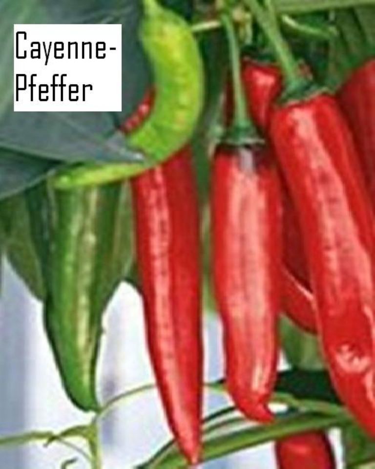 Bio-Chilipflanzen, Bio-Peperonipflanzen für 1,50 € pro Pflanze in Erlensee