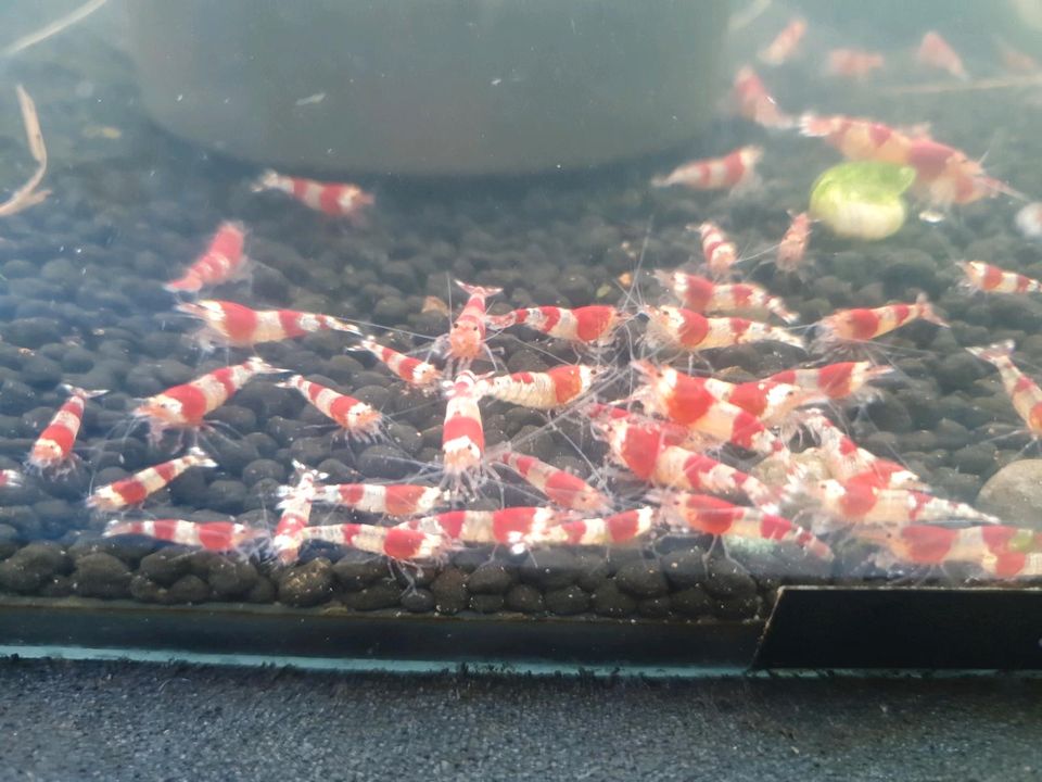 Caridina Garnelen Red Bee je 3 Euro in Volkertshausen