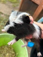 Meerschwein Bock Brandenburg - Forst (Lausitz) Vorschau