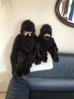 zwei neuwertige super kuschelige SIGIKID Affen Nordrhein-Westfalen - Telgte Vorschau