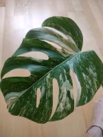 Monstera variegata Stammsteckling bewurzelt Baden-Württemberg - Wilhelmsdorf Vorschau