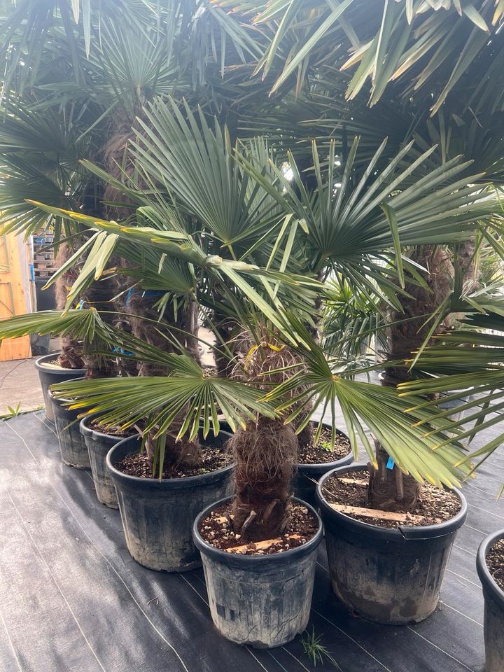 Hanfpalme Trachycarpus fortunei winterhart in Altlußheim