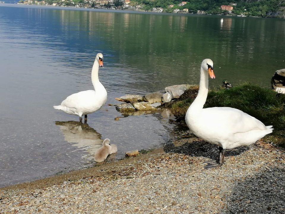 Direkt am Luganersee in Rheinfelden (Baden)