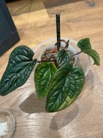 Anthurium Radicans X Luxurians Nordrhein-Westfalen - Königswinter Vorschau