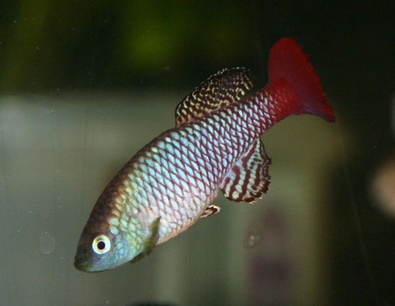 Nothobranchius palmqvisti (Killifische) Nachzuchten abzugeben in Amelsbüren