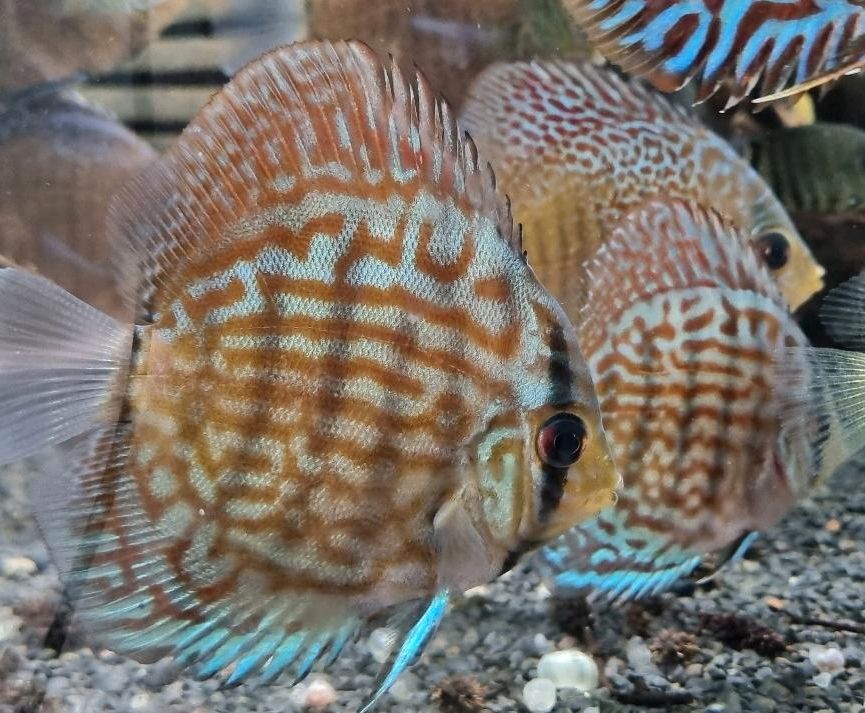 Diskusfische verschiedene Größen und Farben in Fronreute