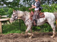 Appistute 5J. Wanderreitpferd Rheinland-Pfalz - Urbach Westerw Vorschau