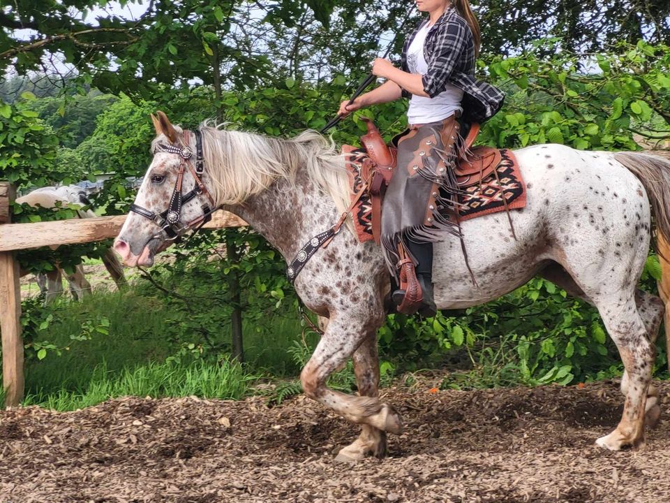 Appistute 5J. Wanderreitpferd in Urbach Westerw