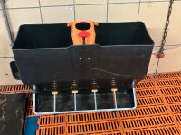 Futterautomat für Ferkel und Schweine Schleswig-Holstein - Vaale (Holst) Vorschau