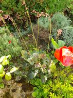 Heuchera brizoides/Purpurglöckchen/ Pflanze/Blume/Winterhart Baden-Württemberg - Heilbronn Vorschau