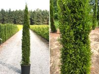 Toskana - Thuja Smaragd (Mittelmeerzypresse) | Bayernhecke` Baden-Württemberg - Ingoldingen Vorschau