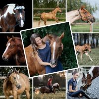 Pferde-Fotograf, Hunde-Fotograf, Tierfotografie Bayern - Königsmoos Vorschau