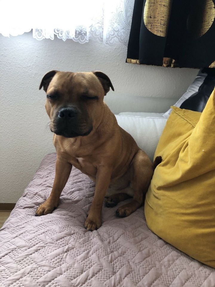 Hund Vermisst , Hund in Ilmenau