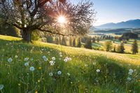 Suche Wiesen oder Ackerland in Habichtswald Ehlen Hessen - Habichtswald Vorschau