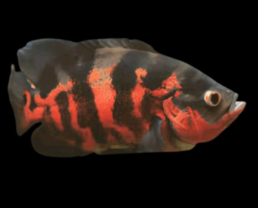 Astronotus gesucht in Schlitz