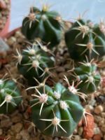 Ferocactus latispinus (Dolores Hidalgo, junger Kaktus Nordrhein-Westfalen - Jülich Vorschau