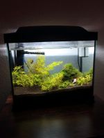 Nano Aquarium mit Unterschrank Nordrhein-Westfalen - Selfkant Vorschau