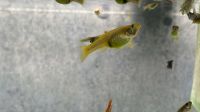 Guppy Mix Nachwuchs Nordrhein-Westfalen - Oerlinghausen Vorschau