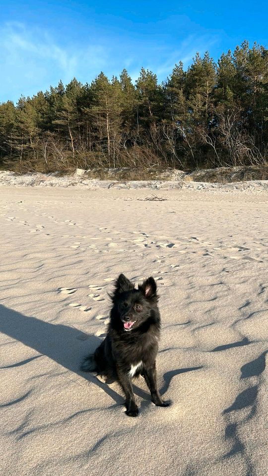 Pomeranian Spitz aus gesundheitlichen Gründen abzugeben in Kamen