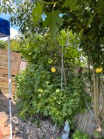 Birnenbaum Obstbaum Birne Mülheim - Köln Höhenhaus Vorschau