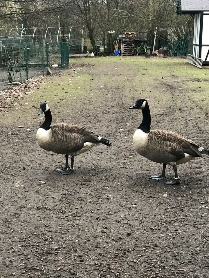 Kanadagänse in Bremen