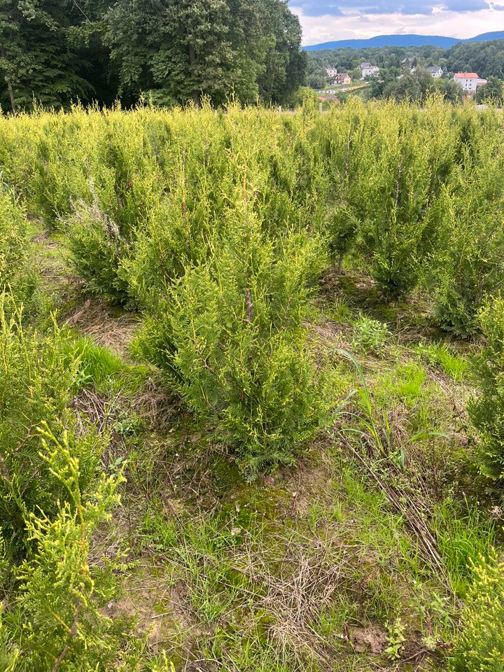 LEBENSBAUM THUJA SMARAGD BRABANT TOP HECKPFLANZEN in Kempten