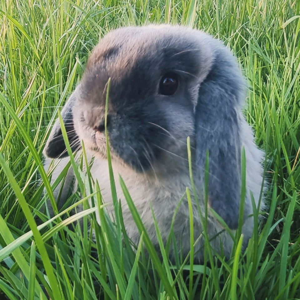 Minilop Miniwidder Kaninchen aus gepflegter Hobbyzucht in Waldkirchen