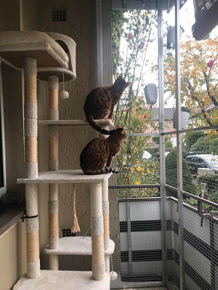 Balkonvergitterung Katzen oder Vögel in Hagen