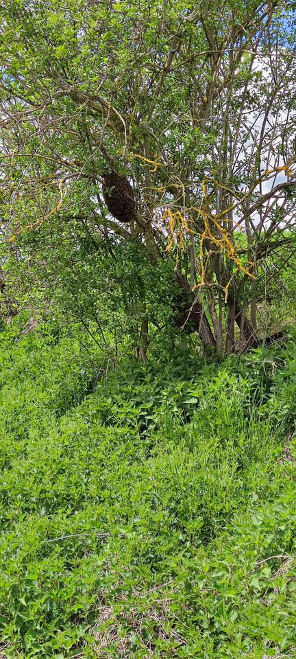 Bienenschwarm / Bienen einfangen in Dietingen