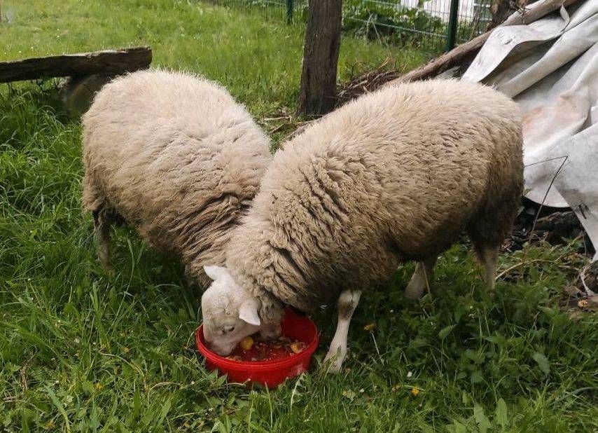 Schafe zu verkaufen in Dommitzsch