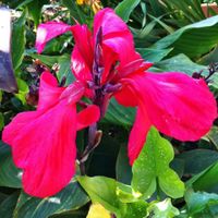 pink  ORCHID Canna tolle BLÜTE blau grün Blätter  BLUMENROHR Brandenburg - Nuthe-Urstromtal Vorschau