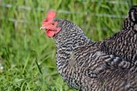 Hühner, Geflügel, Legehennen Au i.d.Hallertau - Au Vorschau