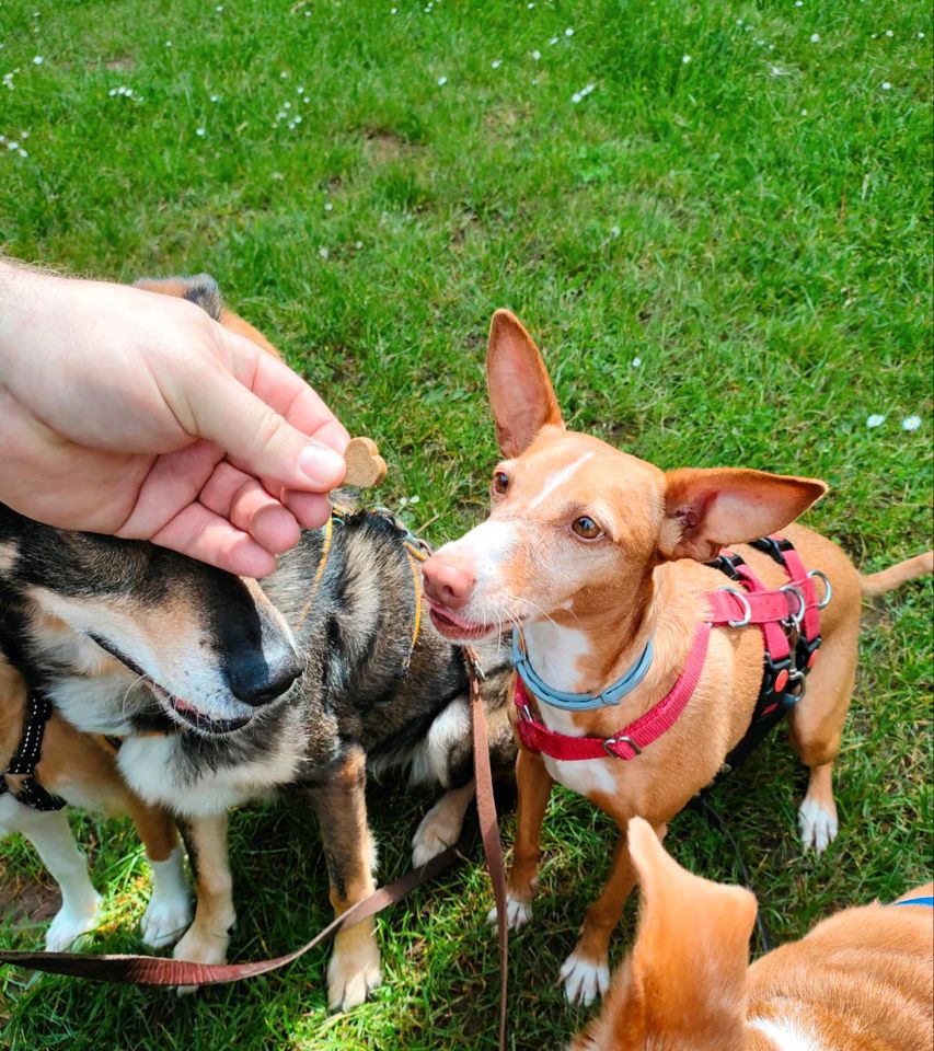 Viola Podenco Andaluz in Sulzbach (Saar)