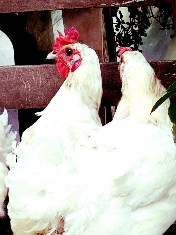 Bruteier von Bleu Bresse Gauloise Weiß Reinrassig hatching eggs in Sendenhorst